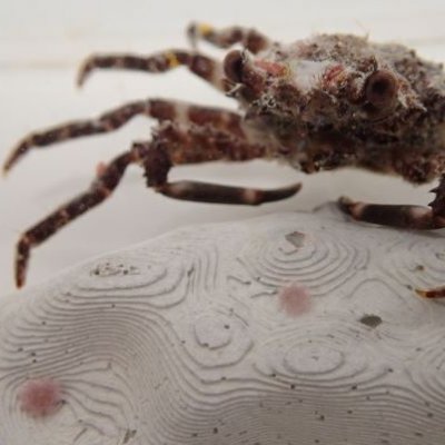 a closeup of a crab on a patterned white surface with pink dots in front of it